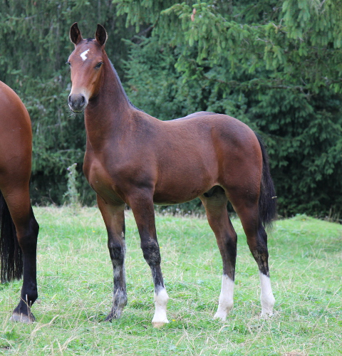 cheval franche montagne