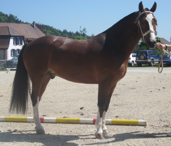 cheval franche montagne