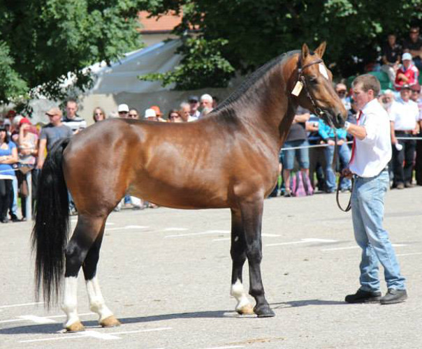 cheval franche montagne