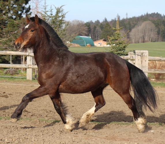 cheval franche montagne