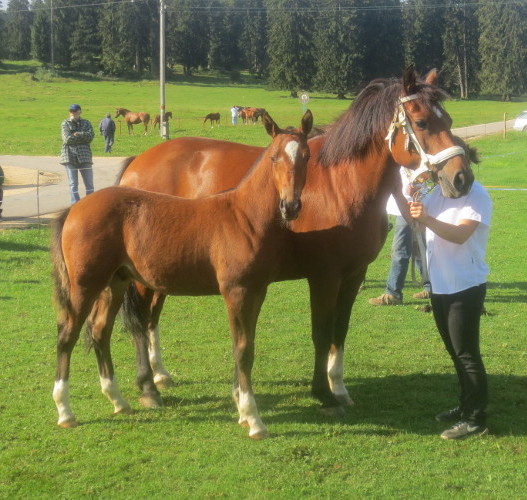 cheval franche montagne