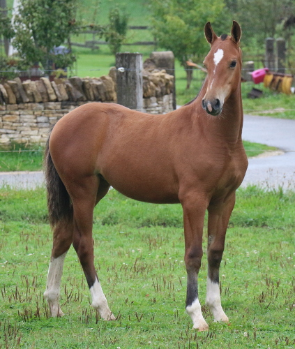 cheval franche montagne