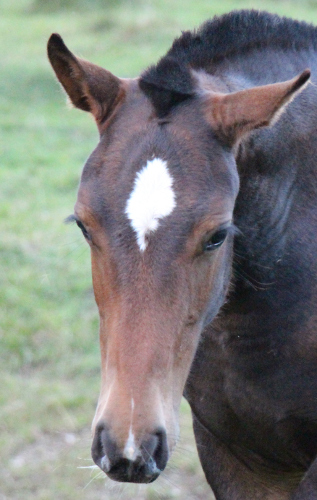 cheval franche montagne