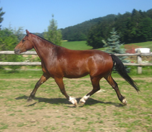 cheval franche montagne