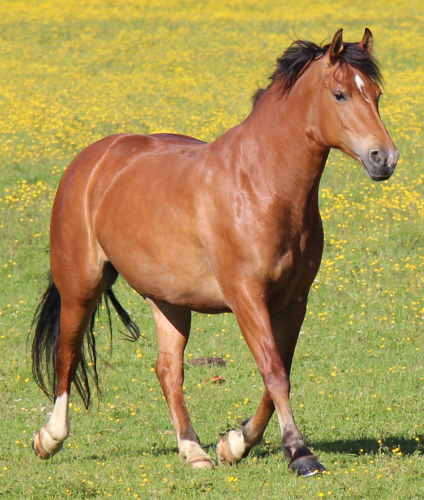 cheval franche montagne