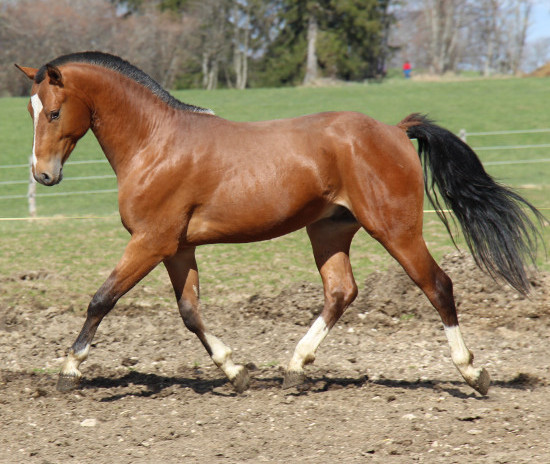 cheval franche montagne