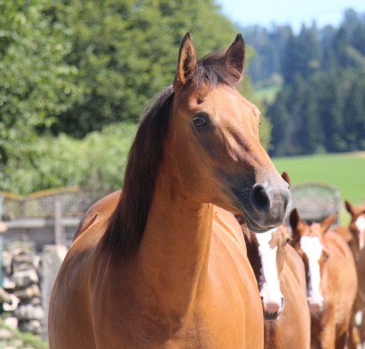 cheval franche montagne