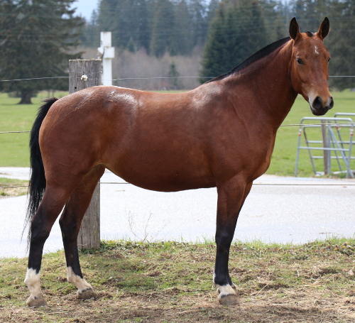 cheval franche montagne