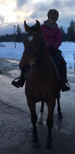 cheval franche montagne