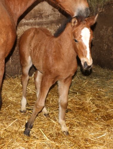 cheval franche montagne