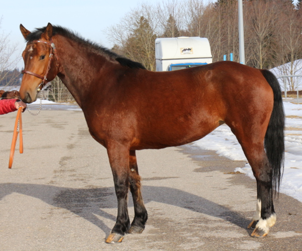 cheval franche montagne