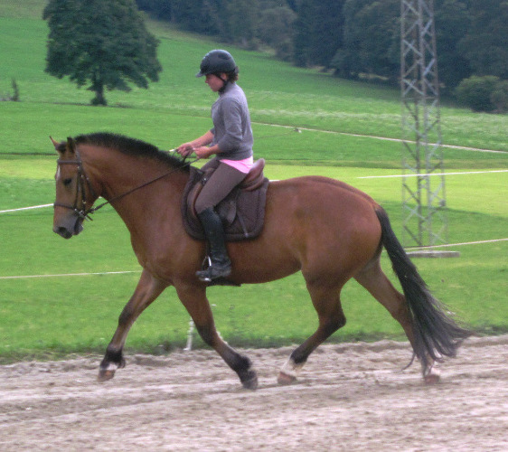 cheval franche montagne