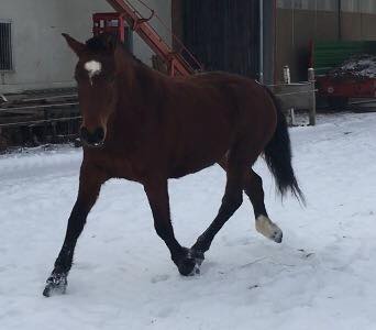 cheval franche montagne