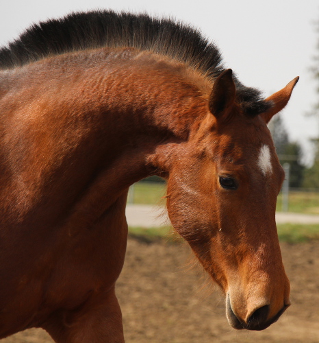 cheval franche montagne