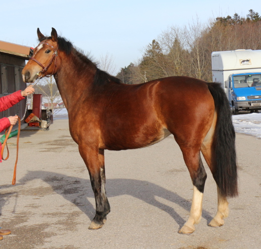 cheval franche montagne