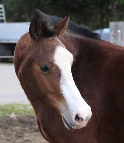 cheval franche montagne