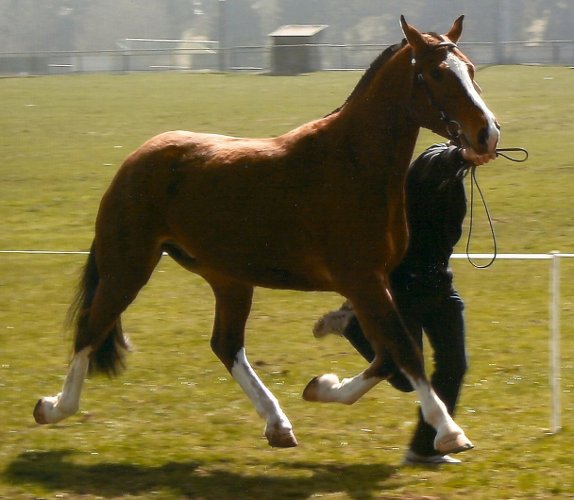 cheval franche montagne