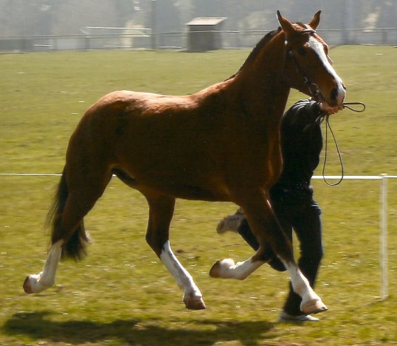 cheval franche montagne