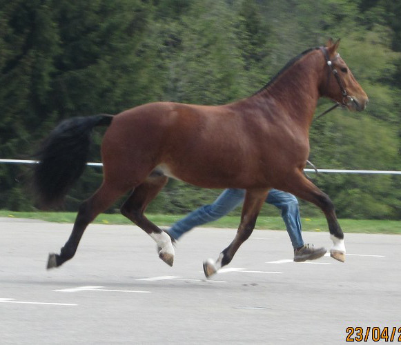 cheval franche montagne