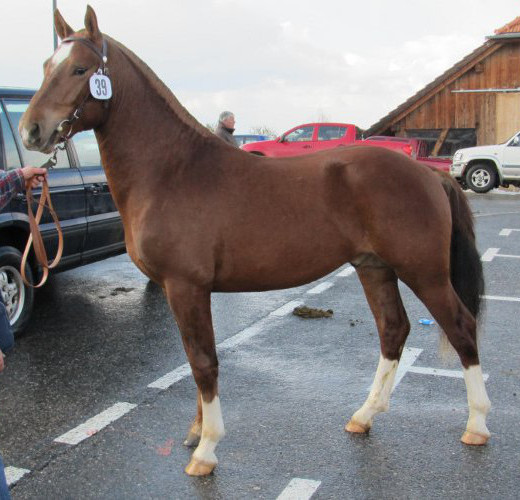 cheval franche montagne