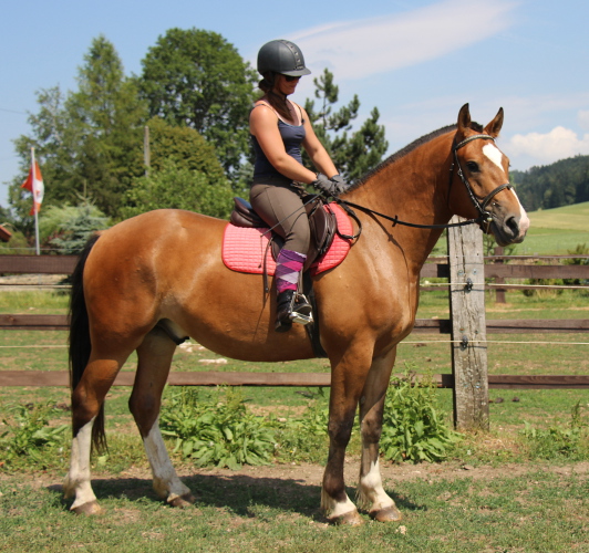 cheval franche montagne