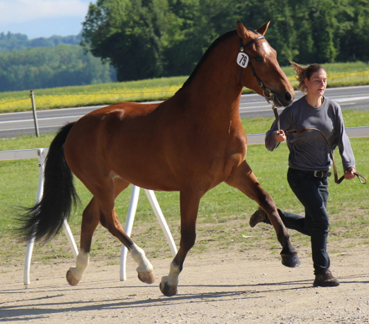 cheval franche montagne