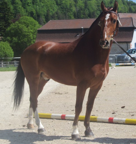 cheval franche montagne