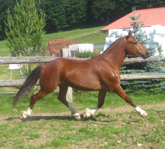 cheval franche montagne