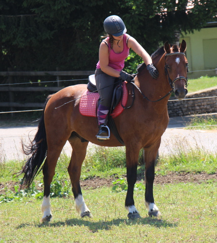 cheval franche montagne