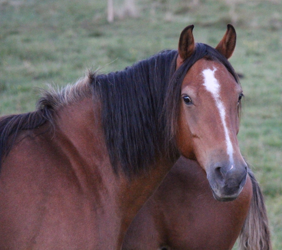 cheval franche montagne