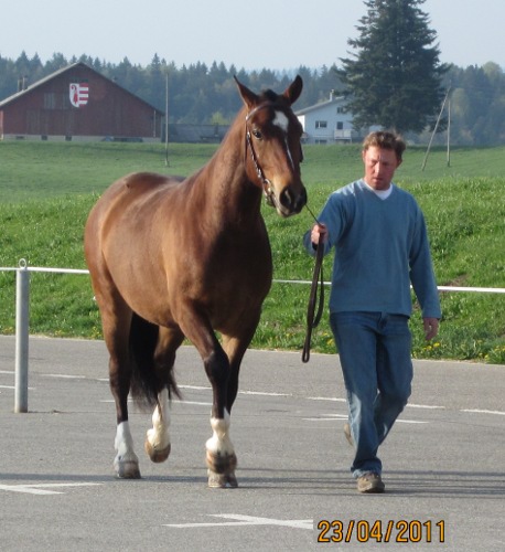 cheval franche montagne