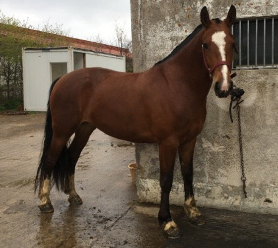 cheval franche montagne