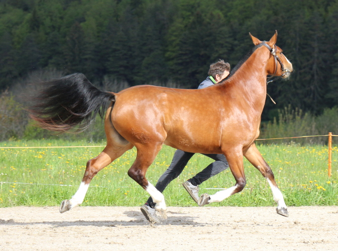 cheval franche montagne