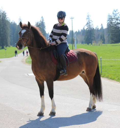 cheval franche montagne