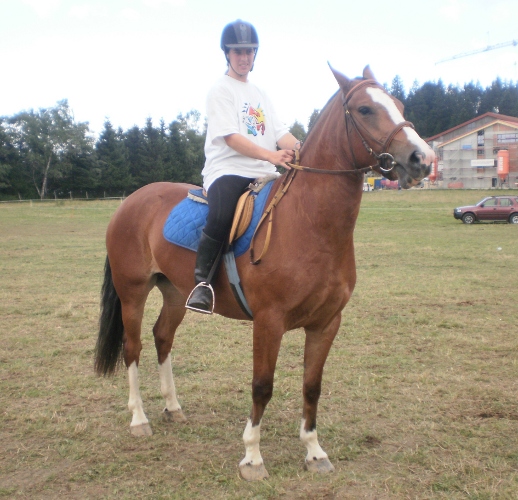 cheval franche montagne