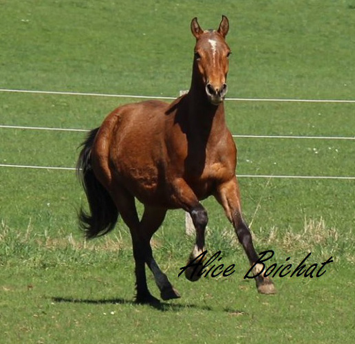 cheval franche montagne