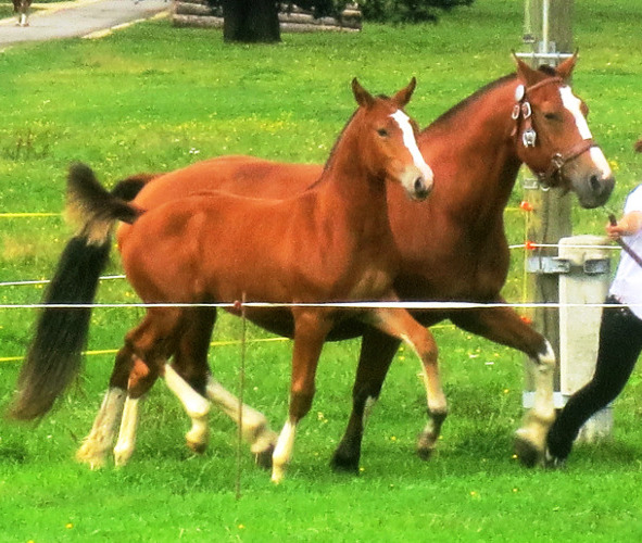 cheval franche montagne